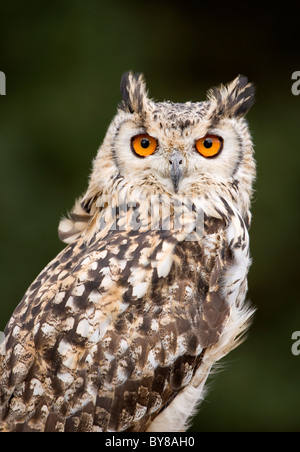 Rock Gufo Reale Bubo bengalensis singolo adulto ritratto REGNO UNITO Foto Stock