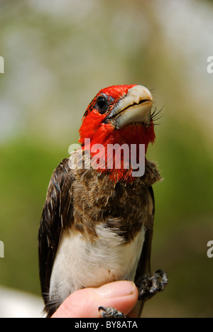 Brown-breasted barbet Foto Stock