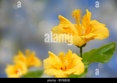 Giallo fiori di ibisco su un dolce sottofondo Foto Stock