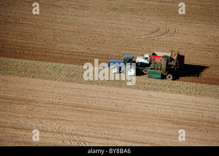 La barbabietola da zucchero harvest Foto Stock