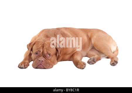 Colpevole cercando Dogue de Bordeaux cucciolo - si prega di perdonare me o manchi di concetto Foto Stock