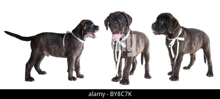 Raccolta di borchiati bullmastiff cuccioli isolati Foto Stock