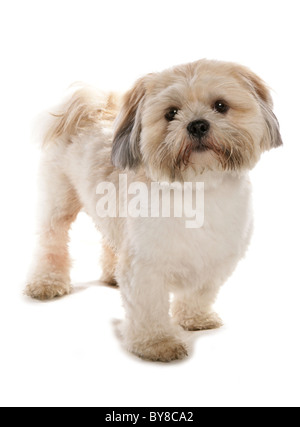 Lhasa Apso singolo adulto in piedi in un studio REGNO UNITO Foto Stock