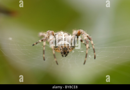 Giardino Spider Araneus diadematus Ritratto di unica femmina adulta in web UK Foto Stock