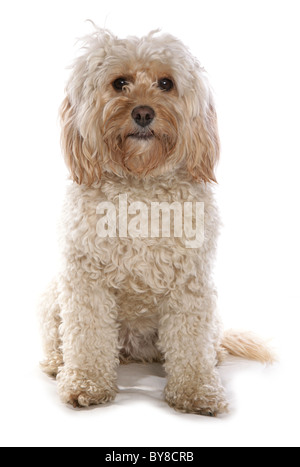 Cockerpoo Unica femmina adulta seduta in studio Foto Stock