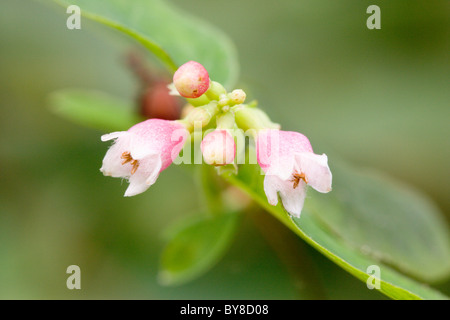 Snowberry, Symphoricarpos albus, fiori. Foto Stock