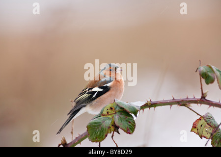 Fringuello appollaiato su un rovo ramo di albero Foto Stock