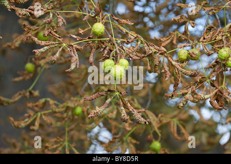 Conkers sul cavallo castagno, Aesculus hippocastanum, mostrando foglia-miner danni. Foto Stock