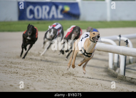 Il Greyhound Racing Gruppo di adulti racing UK Foto Stock