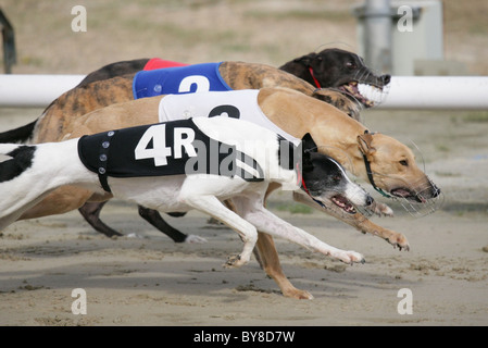 Il Greyhound Racing Gruppo di adulti racing UK Foto Stock