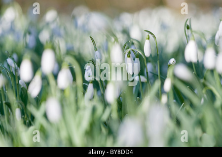 Snowdrop, Galanthus nivalis, fiori sul pavimento del bosco. Foto Stock