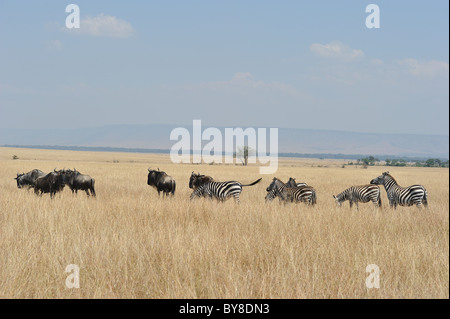 Blue GNU (Connochaetes taurinus) & pianure zebra - Burchell's zebra (Equus quagga - ) pascolando nella savana Foto Stock