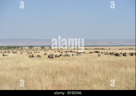 Blue GNU (Connochaetes taurinus) & pianure zebra - Burchell's zebra (Equus quagga - ) pascolando nella savana Foto Stock