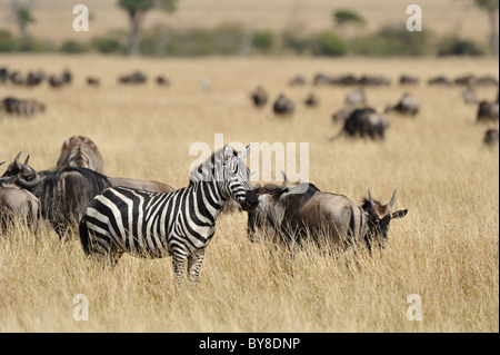 Blue GNU (Connochaetes taurinus) & pianure zebra - Burchell's zebra (Equus quagga - ) pascolando nella savana Foto Stock