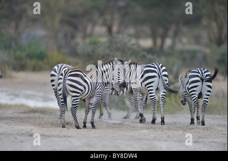 Le pianure zebra - Burchell's zebra (Equus quagga - ex Equus burchellii boehmi) passeggiate di gruppo Foto Stock