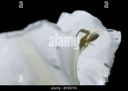 Fiore ragno granchio Misumena vatia Sillouette del singolo adulto in appoggio sul fiore bianco Dorset, Regno Unito Foto Stock