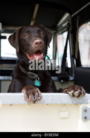 Il Labrador Retriever cucciolo singolo in landrover car REGNO UNITO Foto Stock