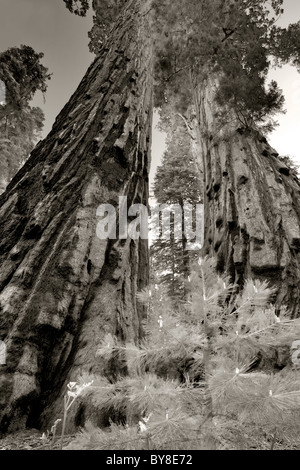 Piccolo abete accanto a Sequoia Redwood tree. Sequoia National Park, California Foto Stock