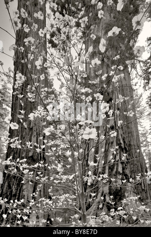 Pacific Sanguinello (Cornus nuttallii) e sequoia gigante (Sequoiadendron giganteum). Sequoia National Park, California Foto Stock