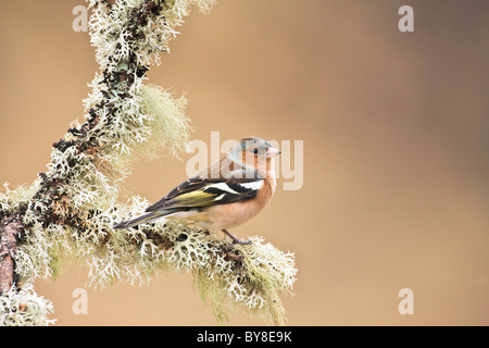 Fringuello maschio su un lichen coperto ramo di albero Foto Stock