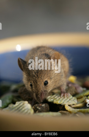 House Mouse Mus musculus singolo adulto mangiare coniglio pet food UK Foto Stock