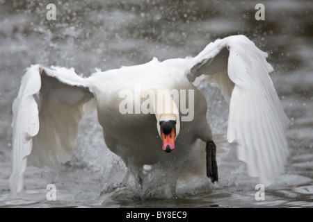 Cigno di decollare da un lago Foto Stock