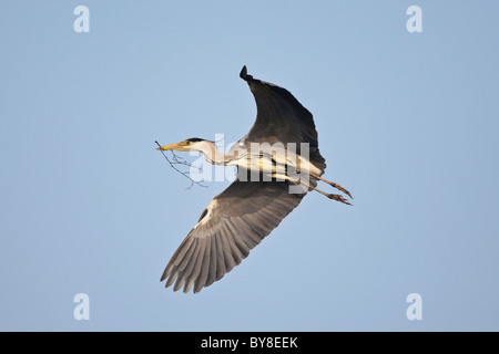 Airone cenerino che trasportano materiale nido in volo Foto Stock