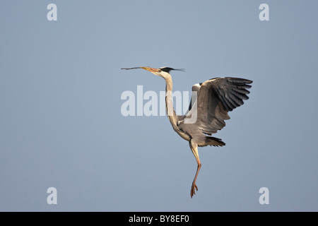 Airone cenerino che trasportano materiale nido in volo Foto Stock