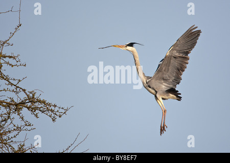 Airone cenerino che trasportano materiale nido in volo Foto Stock