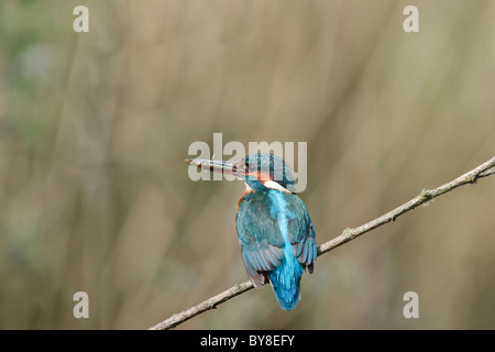 Kingfisher seduto su un pesce persico tenendo un piccolo pesce nel becco Foto Stock