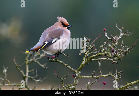 (Boemo) waxwing (bombycilla garrulus) su un albero di biancospino Foto Stock