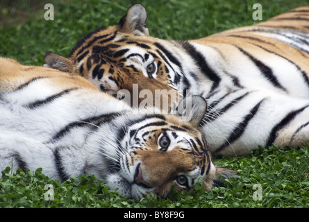 Femmina (primo piano) e maschio (Amur siberiano tigri) giacenti sull'erba Foto Stock