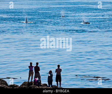 I turisti guardare come un pod di balene killer si avvicina alla fornace di calce del Parco Statale di San Juan Island, Washington, Stati Uniti d'America. Foto Stock