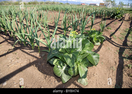 Gli ortaggi biologici in crescita in country garden Foto Stock