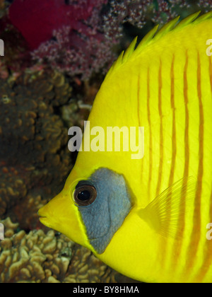 Masked Butterflyfish - Chaetodon semilarvatus Foto Stock