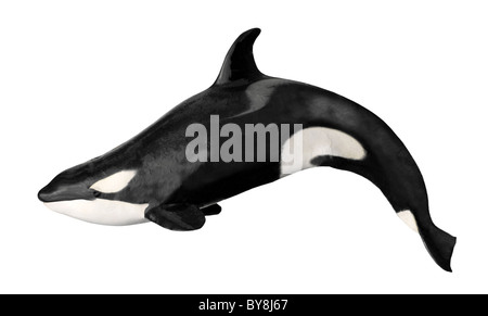 Balena Killer (Orcinus orca) isolato su sfondo bianco Foto Stock