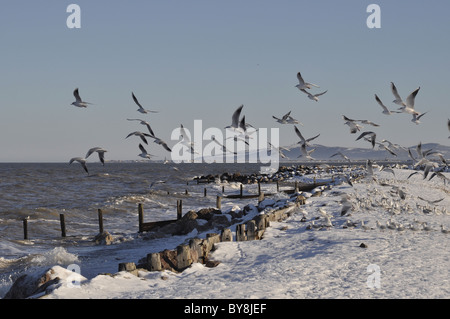 Testa nera Gabbiani in inverno Foto Stock