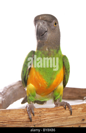 Senegal Parrot Poicephalus senegalus ritratto del singolo adulto si appollaia Studio, REGNO UNITO Foto Stock