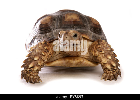 Tartaruga Sulcata Geochelone sulcata ritratto del singolo Studio giovanile, REGNO UNITO Foto Stock