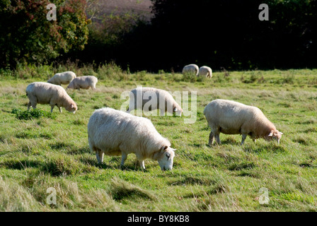 Pecore nel campo Foto Stock