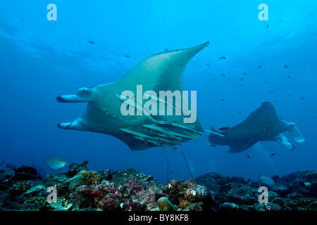 Manta ray - manta birostris - nuoto intorno al punto di Manta, North Male Atoll, Maldive. Foto Stock