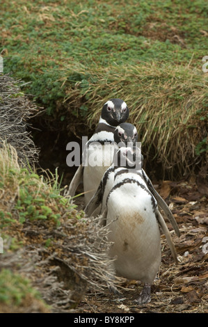 Magellanic penguin (Spheniscus magellanicus) tre adulti a piedi da burrow Otway fiordo a nord-ovest di Punta Arenas in Cile