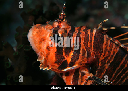 Striata Spotfin leone (pterois antennata) Foto Stock