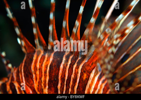 Pungenti e striato pinna dorsale di un Leone Spotfin (Pterois antennata) Foto Stock