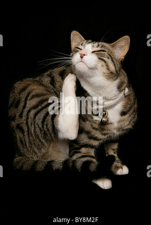 Il gatto domestico Unica femmina adulta prurito Studio, REGNO UNITO Foto Stock