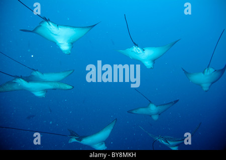 Scuola di Spotted Raggi eagle - aetobatus narinari - nuotare nell'Oceano Indiano Foto Stock