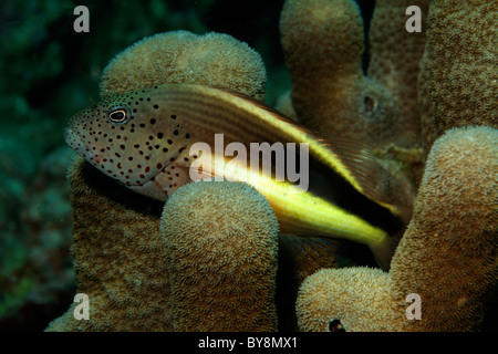 Forster hawkfish (Paracirrhites forsteri) nuota attraverso soft coral, Bocifushi relitto, South Male Atoll, Maldive. Foto Stock
