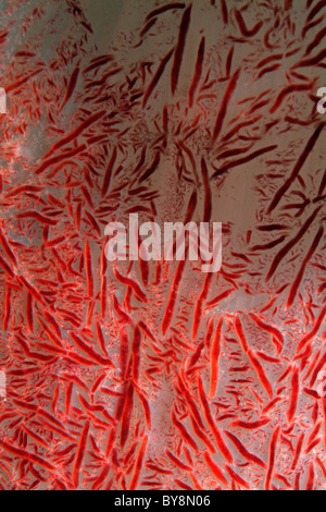 Pungenti rosso corallo morbido (Dendronephthya), Bocifushi relitto, South Male Atoll, Maldive. Foto Stock