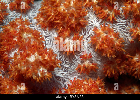 Orange pungenti soft coral - Dendronephthya - relitto Bocifushi, South Male Atoll, Maldive. Foto Stock