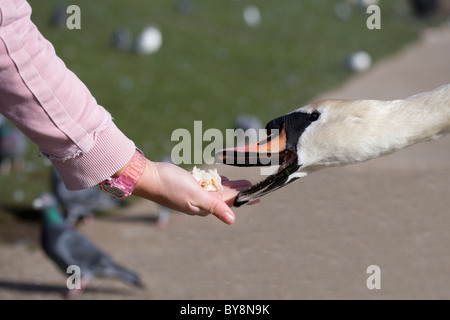 Cigno Cygnus olor singolo adulto swan essendo alimentato a mano Gosport, Regno Unito Foto Stock